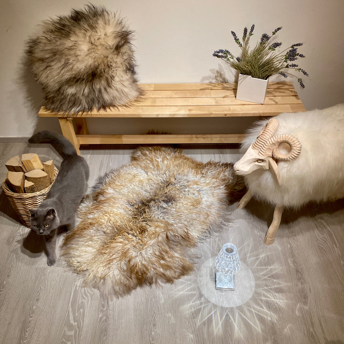 Island Schaffell gelockt Einzelstück | Größe 110x80cm | Nr:1395