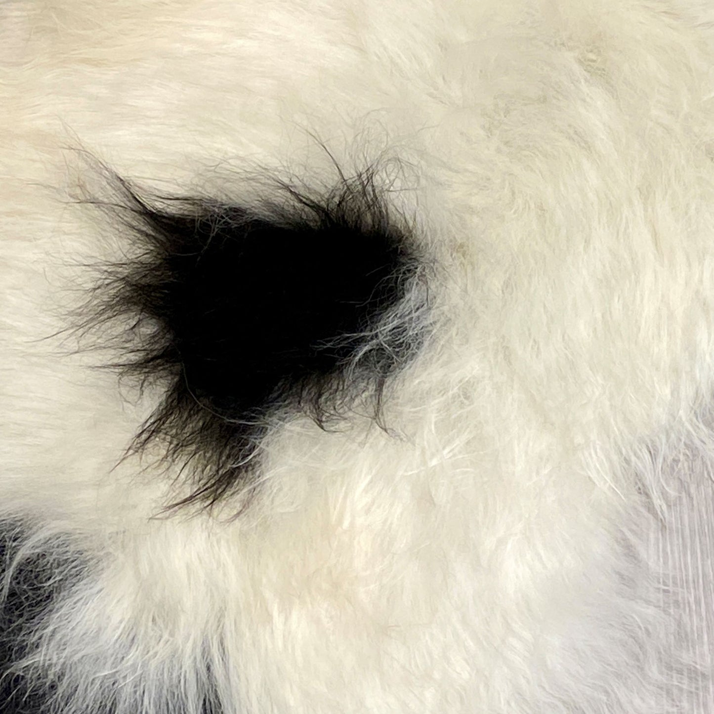 Island Schaffell Einzelstück