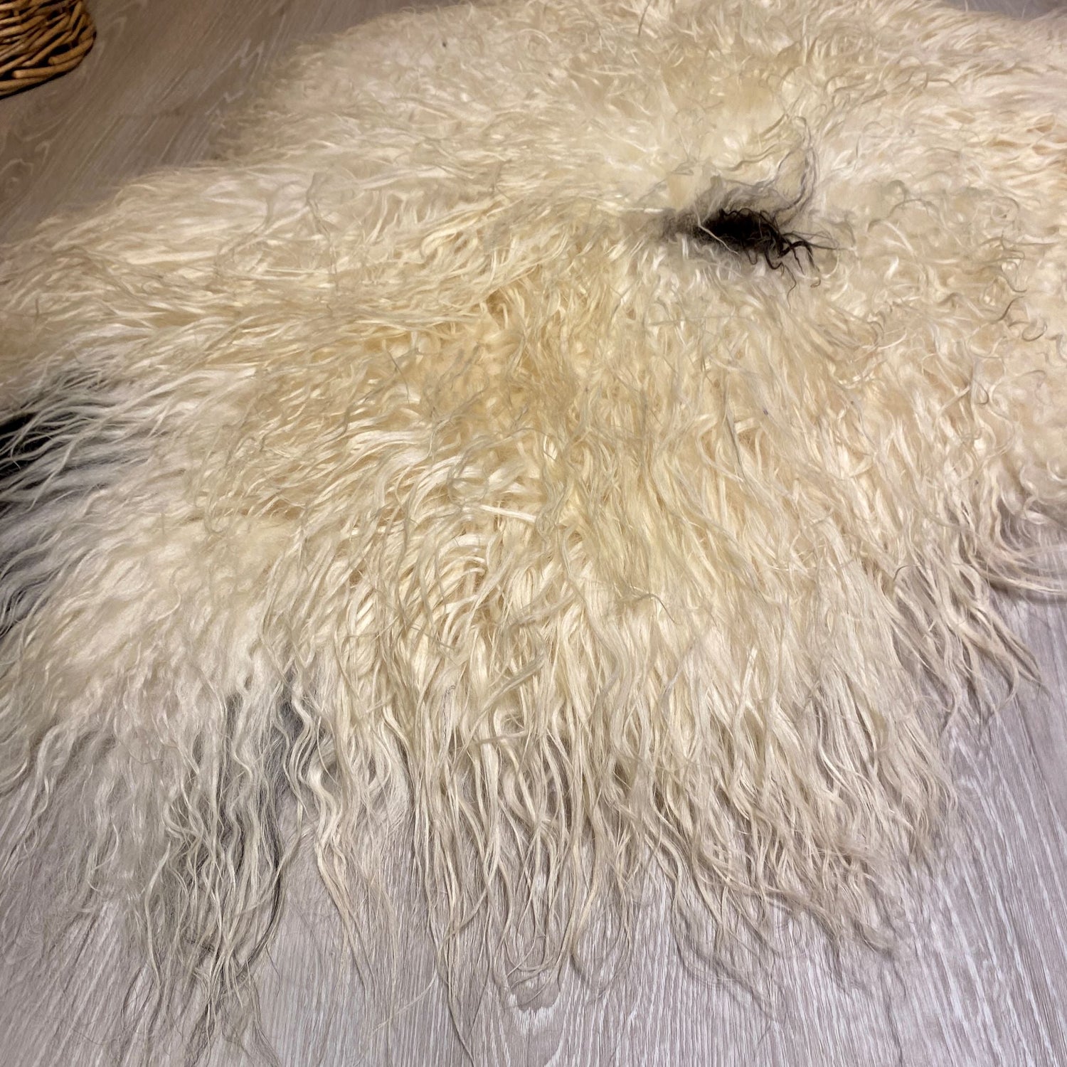 Island Schaffell | Naturbelassen | Gelockt | Einzelstück