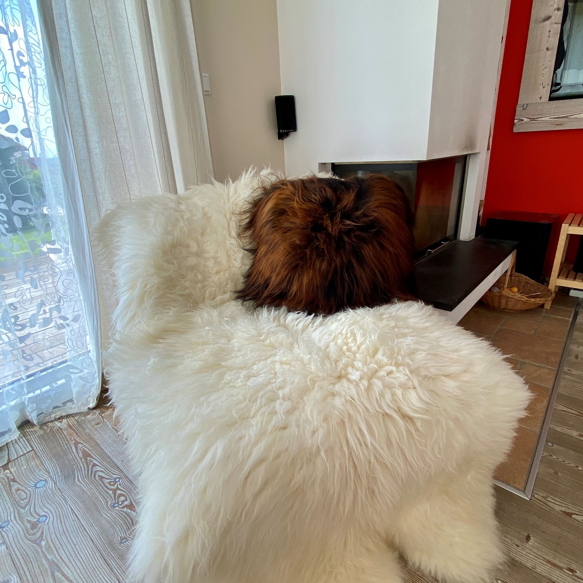 Lammfell Kissen schwarz gold 50x50cm